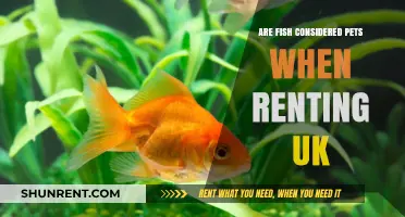 Fish as Pets: UK Rental Rules and Considerations Explained