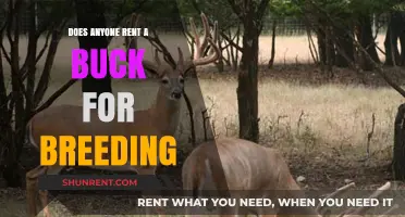 Renting a Buck for Breeding: Is It a Viable Option?