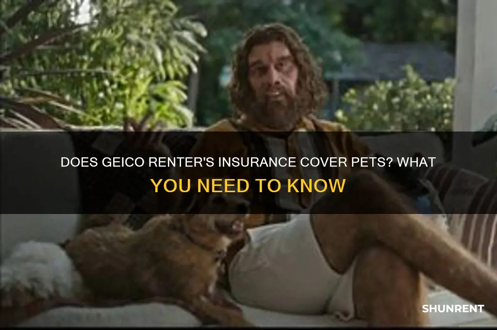 does geico renter