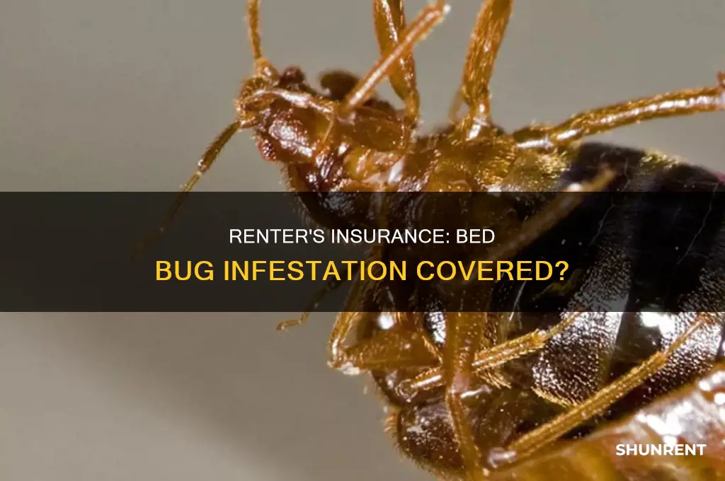 does renter