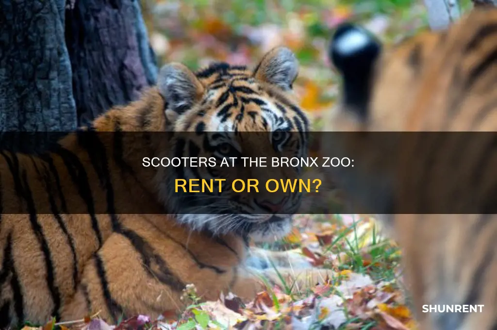 does the bronx zoo have scooters to rent