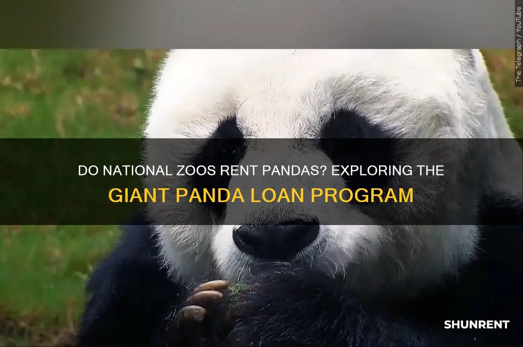 does the national zoo rent their pandas