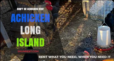 Rent-a-Chicken: Long Island's Unique Adventure