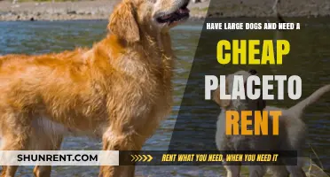 Affordable Rentals for Large Dog Owners: Find Your Pet-Friendly Home