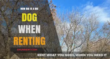 Renting with Large Dogs: Size Limits and Pet Policies Explained