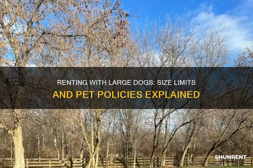 how big is a big dog when renting