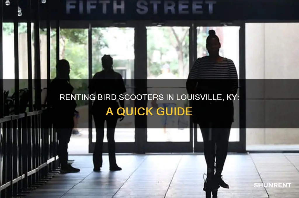 how do i rent a bird scooter louisville ky
