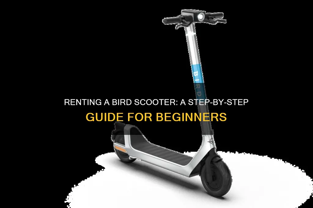 how do i rent a bird scooter
