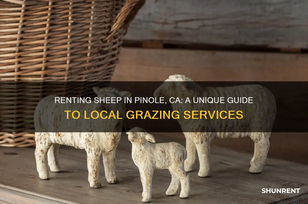 how do i rent sheep in pinole ca