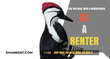Dealing with Woodpeckers as a Renter: Tips and Solutions
