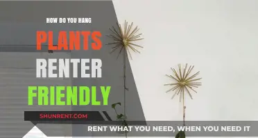 Renter-Friendly Plant Hanging Ideas: Creative, Damage-Free Solutions for Greenery