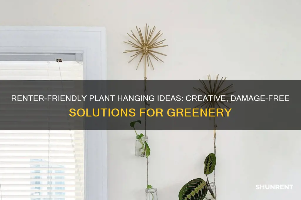 how do you hang plants renter friendly