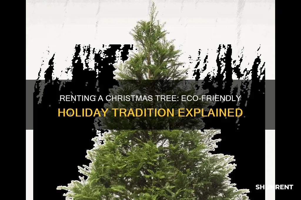 how does renting a christmas tree work