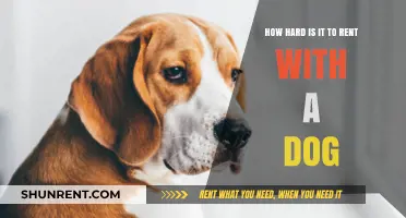 Renting with a Dog: Navigating Pet-Friendly Challenges and Solutions