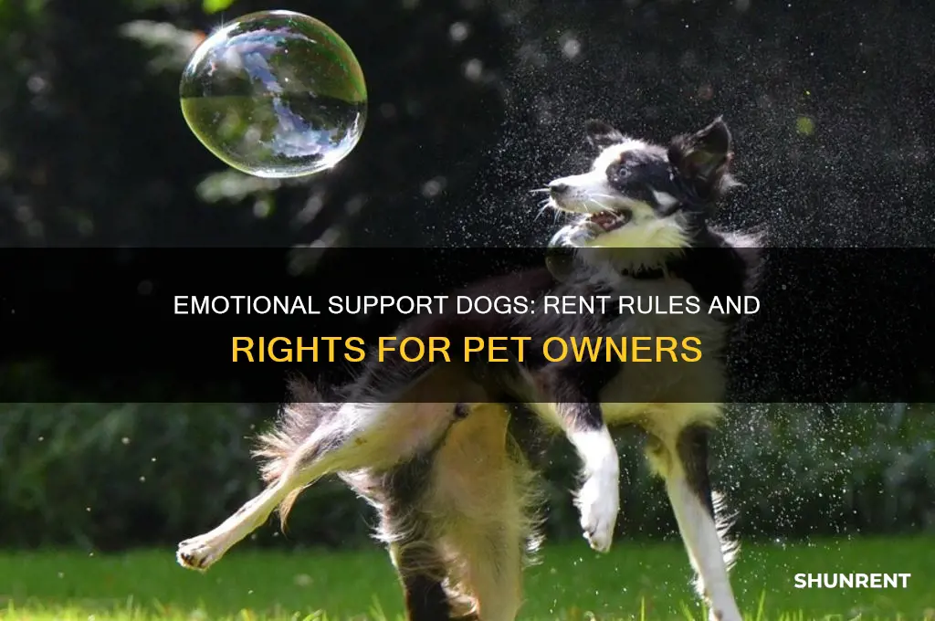 how many dogs emotional support dog in terms of rent