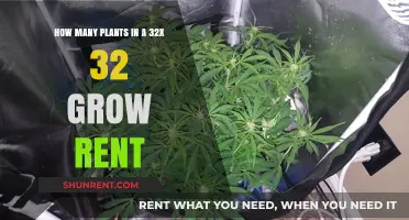 Optimizing Your 32x32 Grow Tent: Ideal Plant Count for Maximum Yield