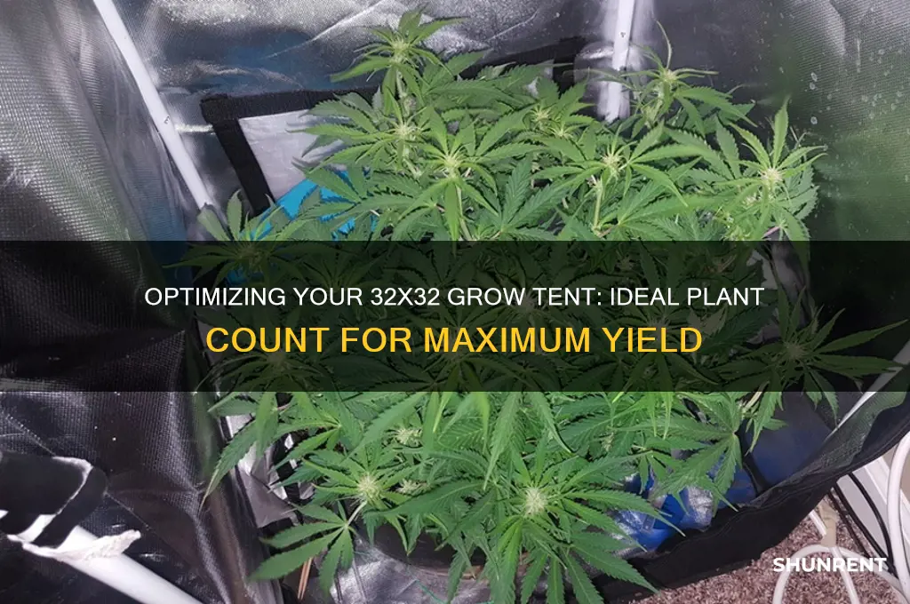 how many plants in a 32x 32 grow rent