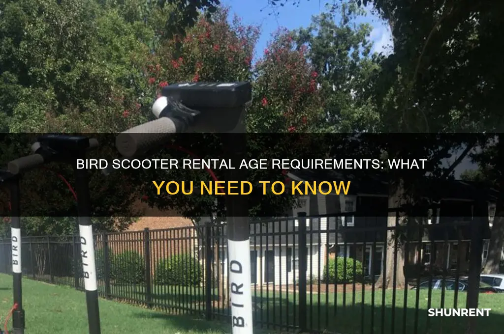 how old to rent a bird scooter