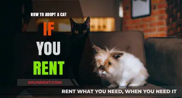 Renting and Ready: A Guide to Adopting a Cat as a Renter
