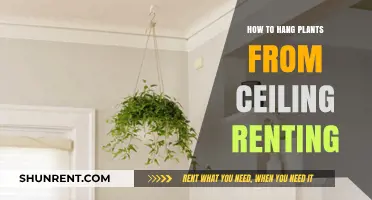 Hanging Plants from Ceiling in Rentals: Easy, Damage-Free Tips