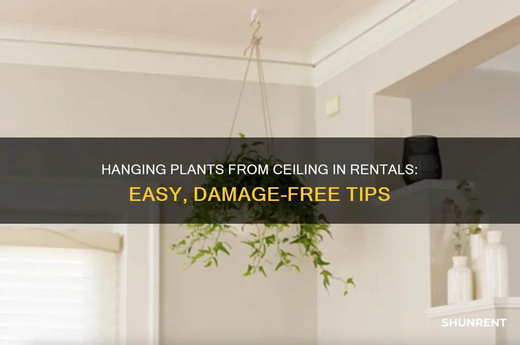 how to hang plants from ceiling renting