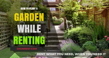 Renters' Guide: Easy Garden Planting Tips for Temporary Spaces