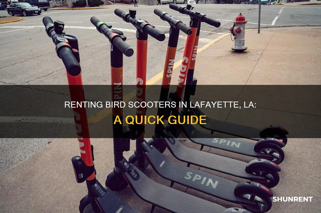 how to rent a bird scooter in lafayette la