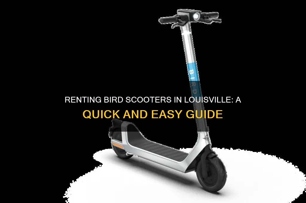 how to rent a bird scooter in louisville