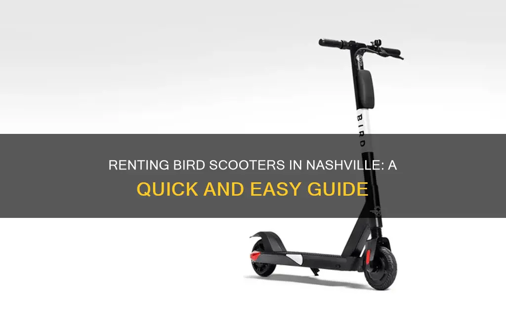 how to rent a bird scooter in nashville