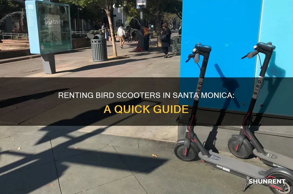 how to rent a bird scooter in santa monica