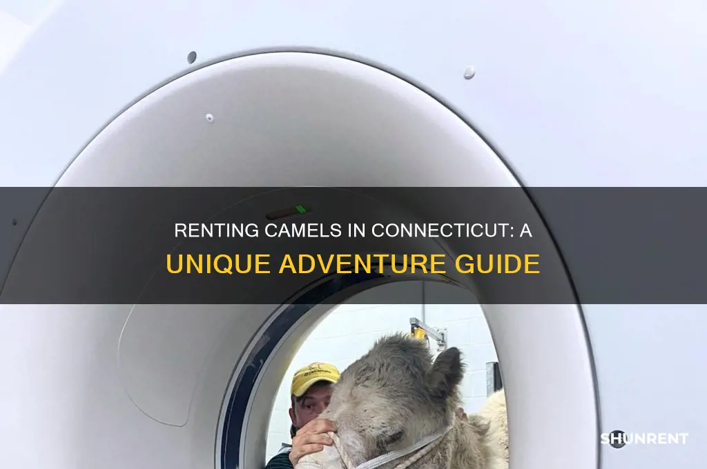 how to rent a camel in ct