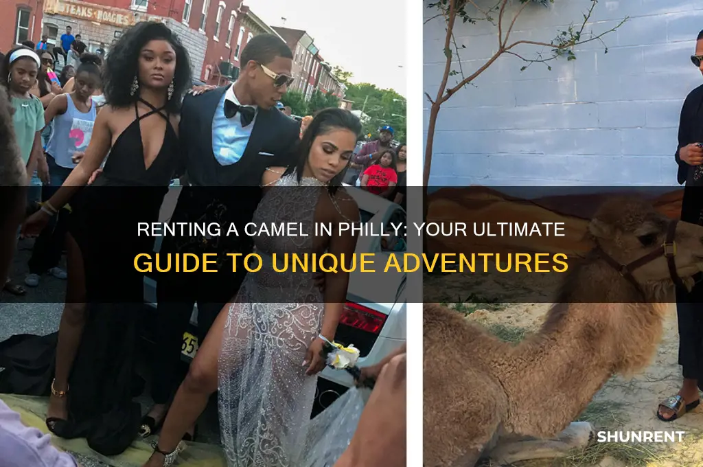 how to rent a camel in philly