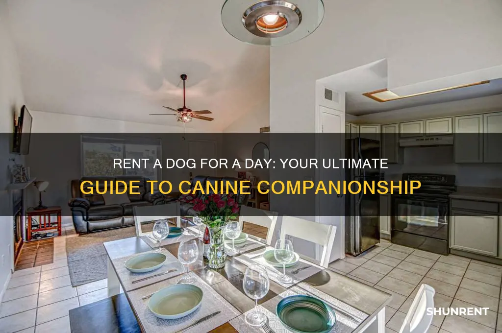 how to rent a dog for a day