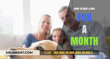 Renting a Dog for a Month: A Step-by-Step Guide