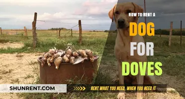 Renting a Dog for Dove Hunting: A Comprehensive Guide