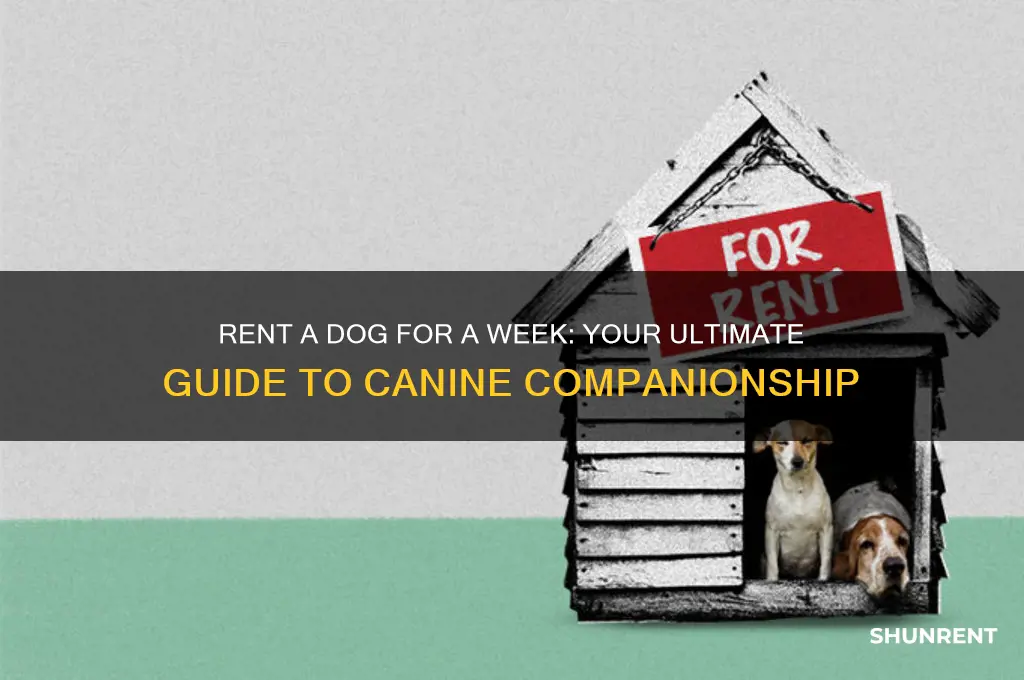 how to rent a dog for week
