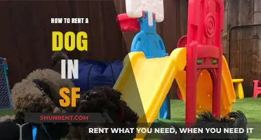 Rent a Dog in SF: Your Guide to Canine Companionship