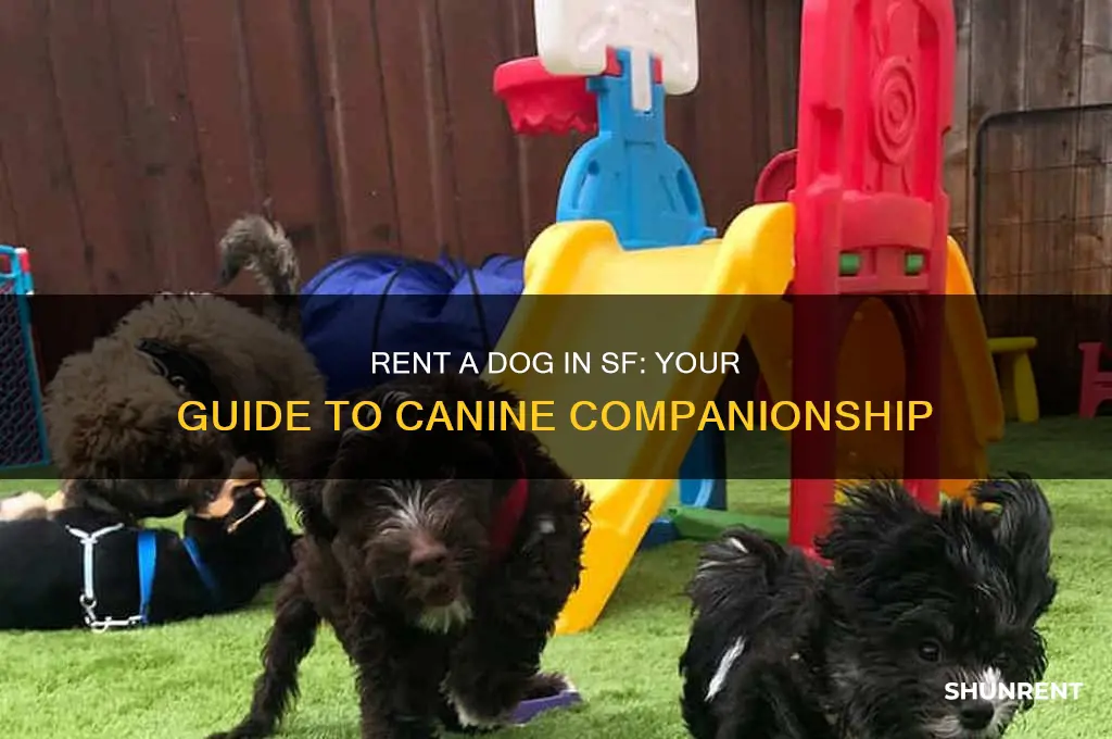 how to rent a dog in sf