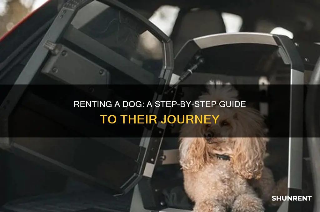 how to rent a dog