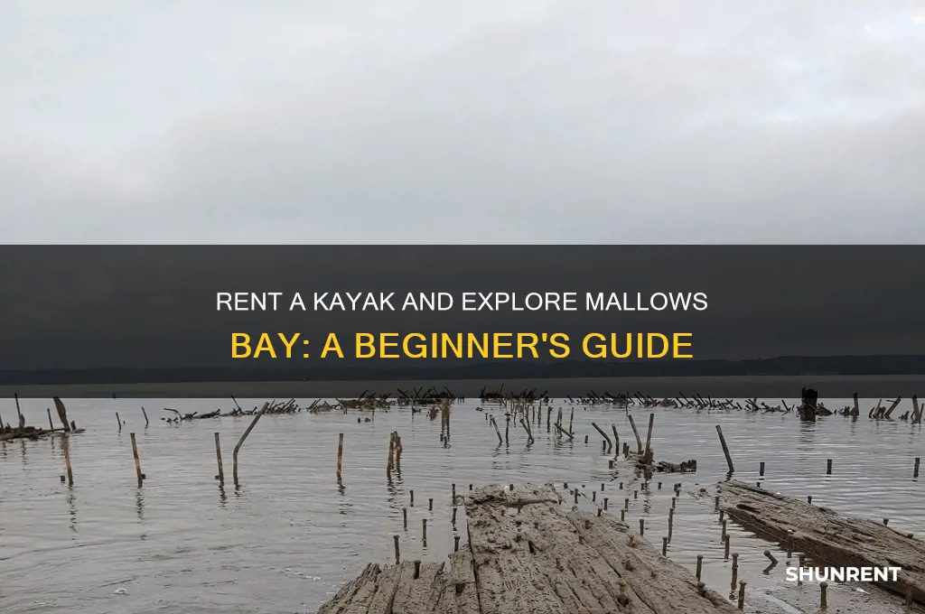 how to rent a kayak to go to mallows bay