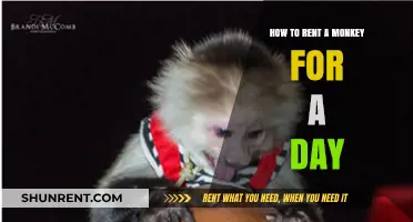 Renting a Monkey for a Day: Tips, Costs, and Legalities