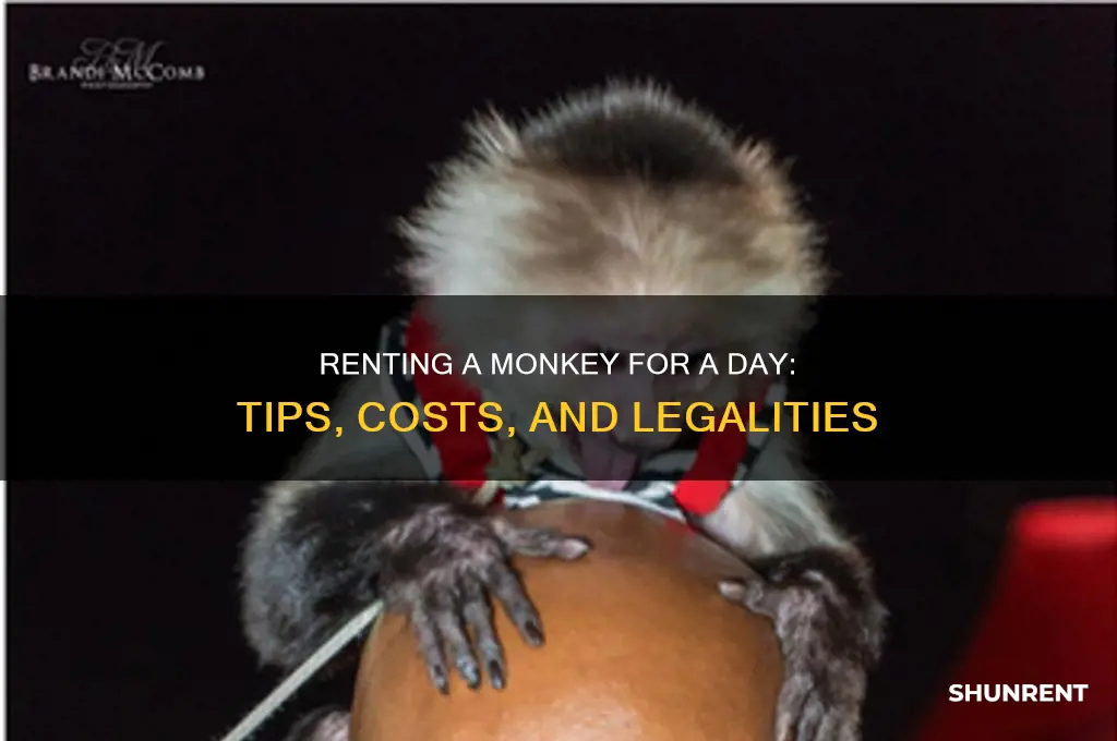 how to rent a monkey for a day
