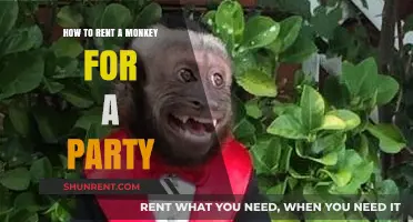 Renting a Monkey for Your Party: Tips, Costs, and Legalities