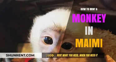 Renting a Monkey in Miami: A Comprehensive Guide for Enthusiasts