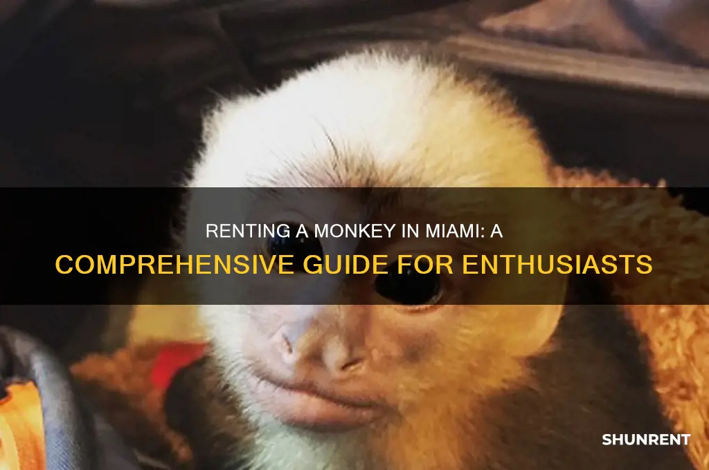 how to rent a monkey in maimi