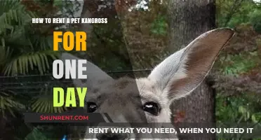 Rent a Pet Kangaroo: Your One-Day Adventure Guide