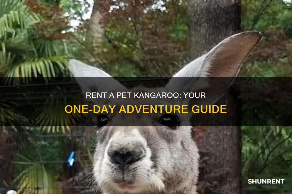 how to rent a pet kangross for one day