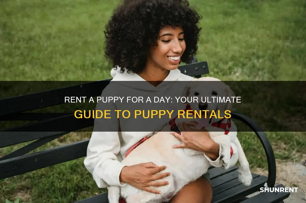 how to rent a puppy for a day