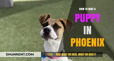 Rent a Puppy in Phoenix: Your Guide to Temporary Canine Companionship