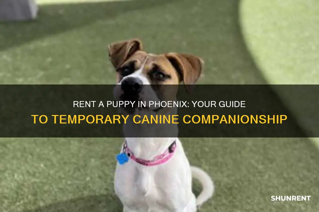 how to rent a puppy in phoenix